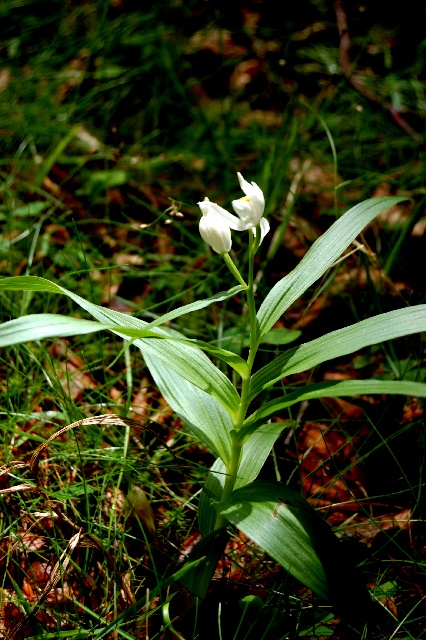 Cephalanthera longifolia